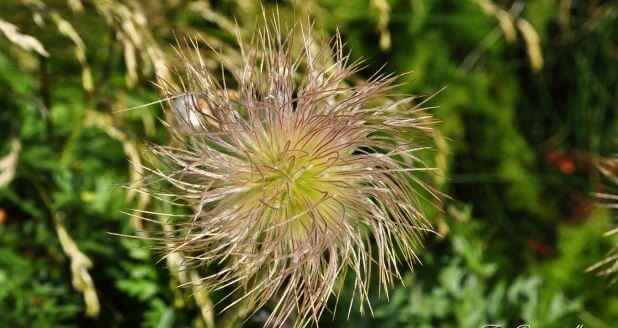 Les Fleurs des Pyrénées vakantie logeren bij belgen in frankrijk