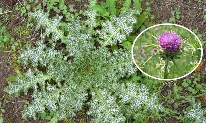 Les Fleurs des Pyrénées vakantie logeren bij belgen in frankrijk