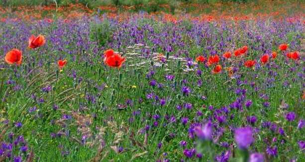 Les Fleurs des Pyrénées vakantie logeren bij belgen in frankrijk