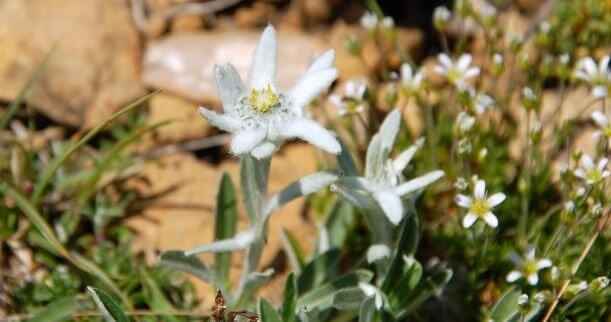 Les Fleurs des Pyrénées vakantie logeren bij belgen in frankrijk