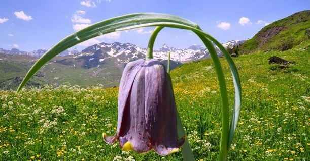 Les Fleurs des Pyrénées vakantie logeren bij belgen in frankrijk