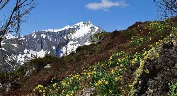 Les Fleurs des Pyrénées vakantie logeren bij belgen in frankrijk