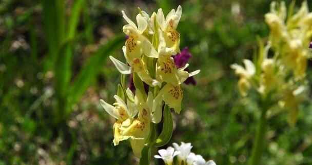 Orchis Sureau