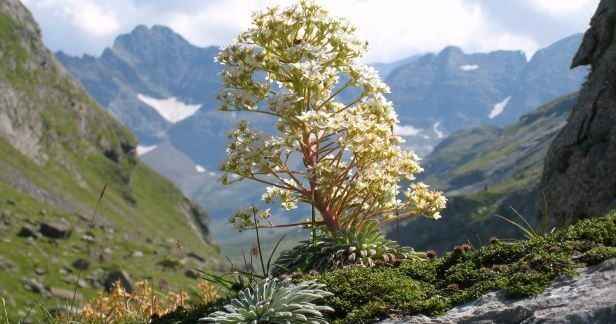 Les Fleurs des Pyrénées vakantie logeren bij belgen in frankrijk