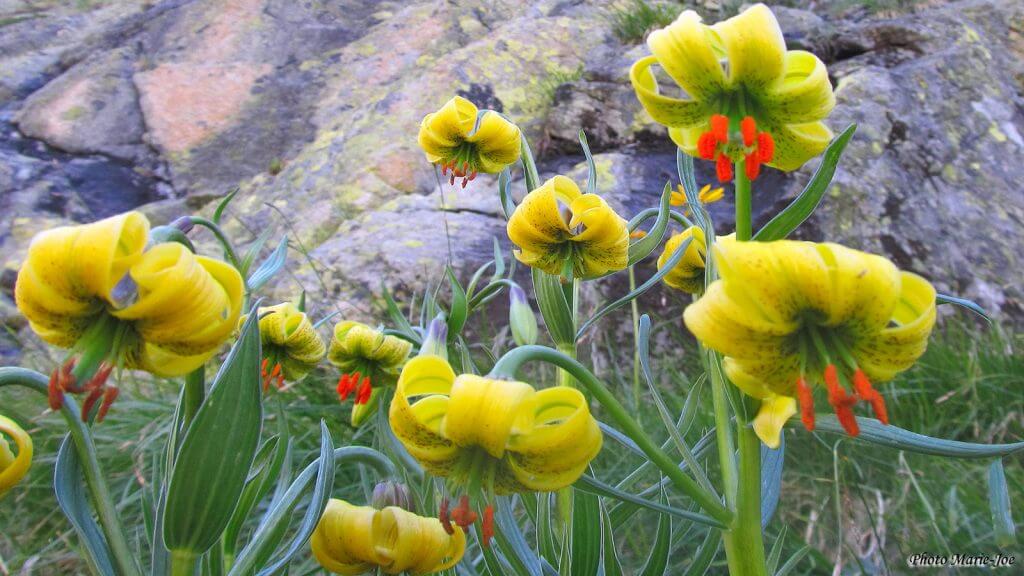 lisdepyrenees