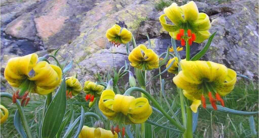 Les Fleurs des Pyrénées vakantie logeren bij belgen in frankrijk