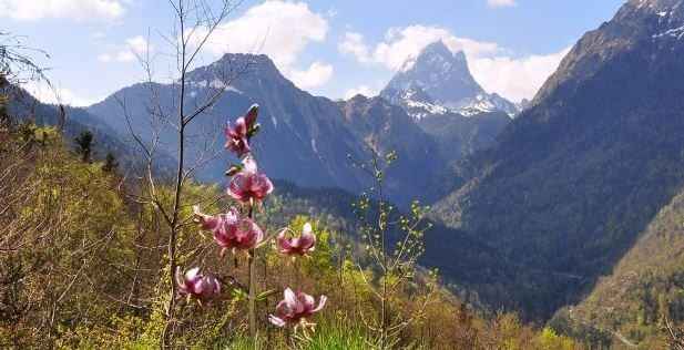 Les Fleurs des Pyrénées vakantie logeren bij belgen in frankrijk