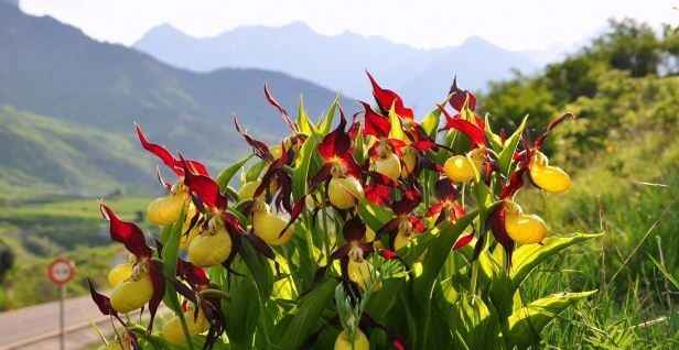 Les Fleurs des Pyrénées vakantie logeren bij belgen in frankrijk